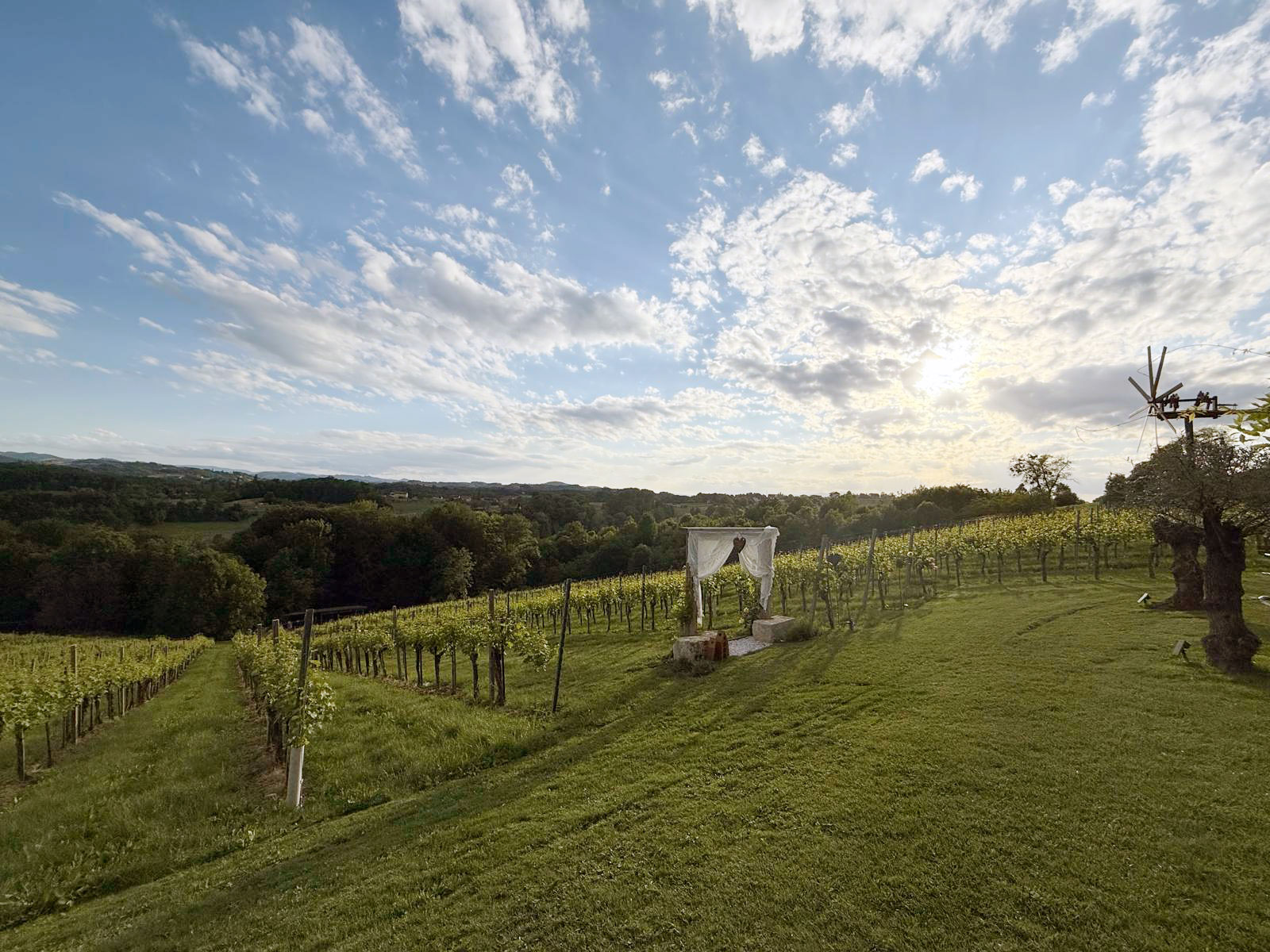 Ein Weinberg erstreckt sich über sanft geschwungene Hügel unter einem teilweise bewölkten Himmel. Das Sonnenlicht beleuchtet die grünen Rebstöcke und eine gerahmte Skulptur, die auf dem grasbewachsenen Hang im Vordergrund steht.